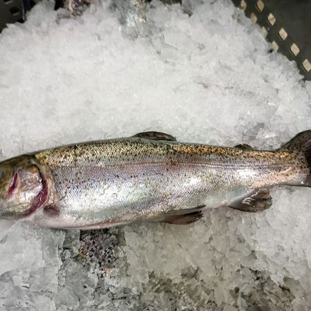 Frische_Forelle_in_unserem_Hofladen2