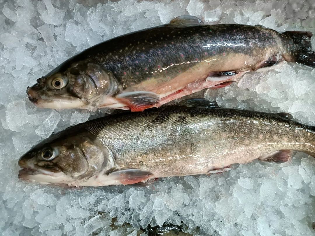 Frische_Forelle_in_unserem_Hofladen